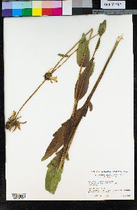 Rudbeckia glaucescens image