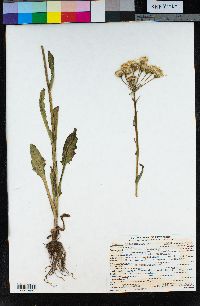 Senecio integerrimus image