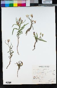 Stephanomeria lactucina image