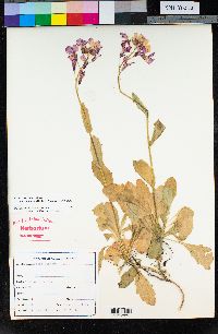 Arabis modesta image