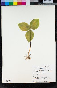 Trillium ovatum image