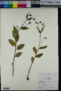 Mertensia bella image