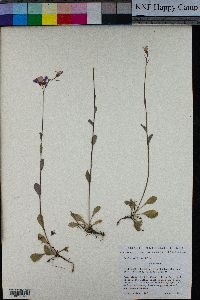 Arabis modesta image