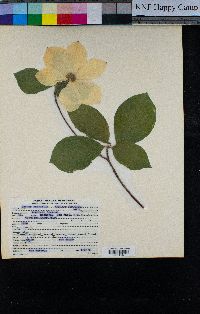 Cornus nuttallii image