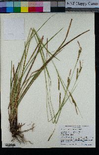 Carex mendocinensis image