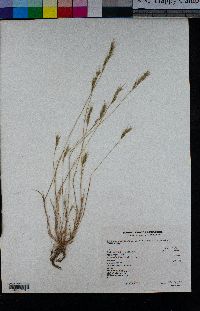 Festuca bromoides image