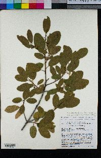 Frangula californica subsp. occidentalis image