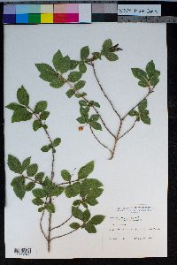 Lonicera conjugialis image