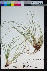 Carex brainerdii image