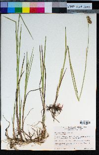 Juncus ensifolius image