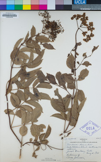 Sambucus nigra subsp. caerulea image