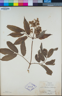 Sambucus racemosa var. racemosa image