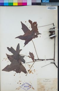 Liquidambar styraciflua image