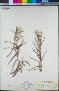 Anaphalis margaritacea image