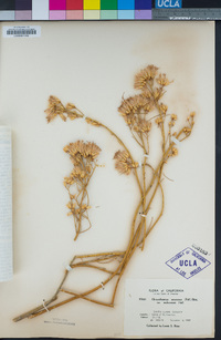 Ericameria nauseosa var. mohavensis image