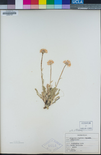 Erigeron algidus image