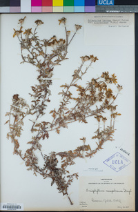 Eriophyllum lanatum var. arachnoideum image