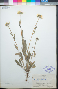 Rudbeckia hirta image