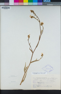 Amsinckia intermedia var. intermedia image