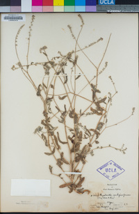 Cryptantha ambigua image