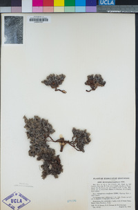Image of Euploca humifusa