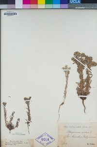 Image of Lithospermum apulum