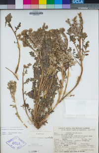 Phacelia ciliata image