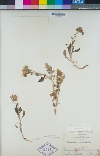 Phacelia crenulata image