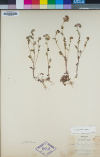 Image of Phacelia gilioides