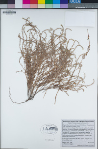 Plagiobothrys humistratus image