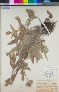 Phacelia imbricata image