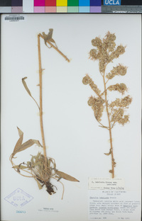 Phacelia imbricata image