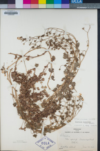 Image of Phacelia laxiflora