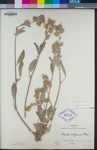 Phacelia mutabilis image