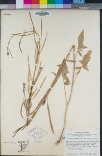 Image of Streptanthus petiolaris