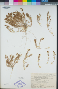 Lepidium oxycarpum image