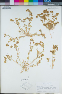 Lepidium flavum image