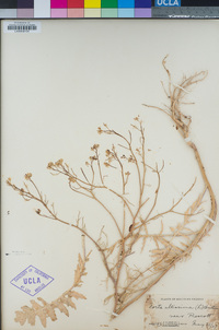 Sisymbrium altissimum image