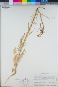 Sisymbrium altissimum image