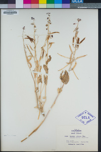 Caulanthus californicus image