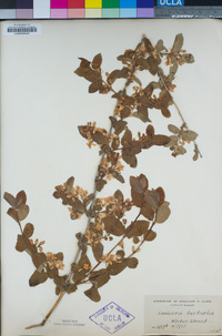 Lonicera tatarica image