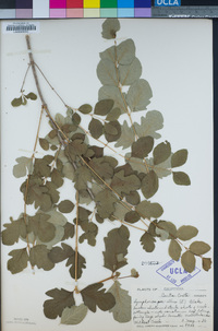 Symphoricarpos albus image