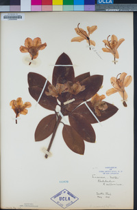 Rhododendron macrophyllum image