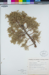 Juniperus osteosperma image