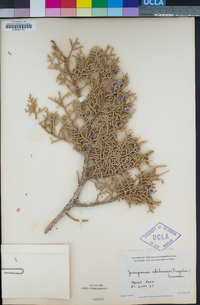 Juniperus osteosperma image