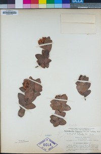 Arctostaphylos pallida image
