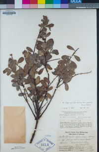 Arctostaphylos uva-ursi image