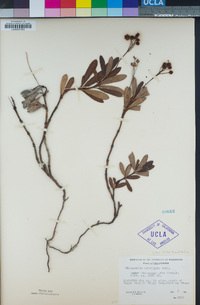 Chimaphila umbellata image