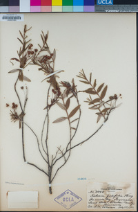 Kalmia polifolia image