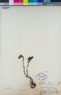 Monotropa uniflora image